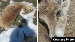 Окуя болгон жерден тартылган сүрөттөр.