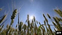 Сторони мали обговорити безпечний експорт українського зерна, заблокований російським повномасштабним вторгненням до України