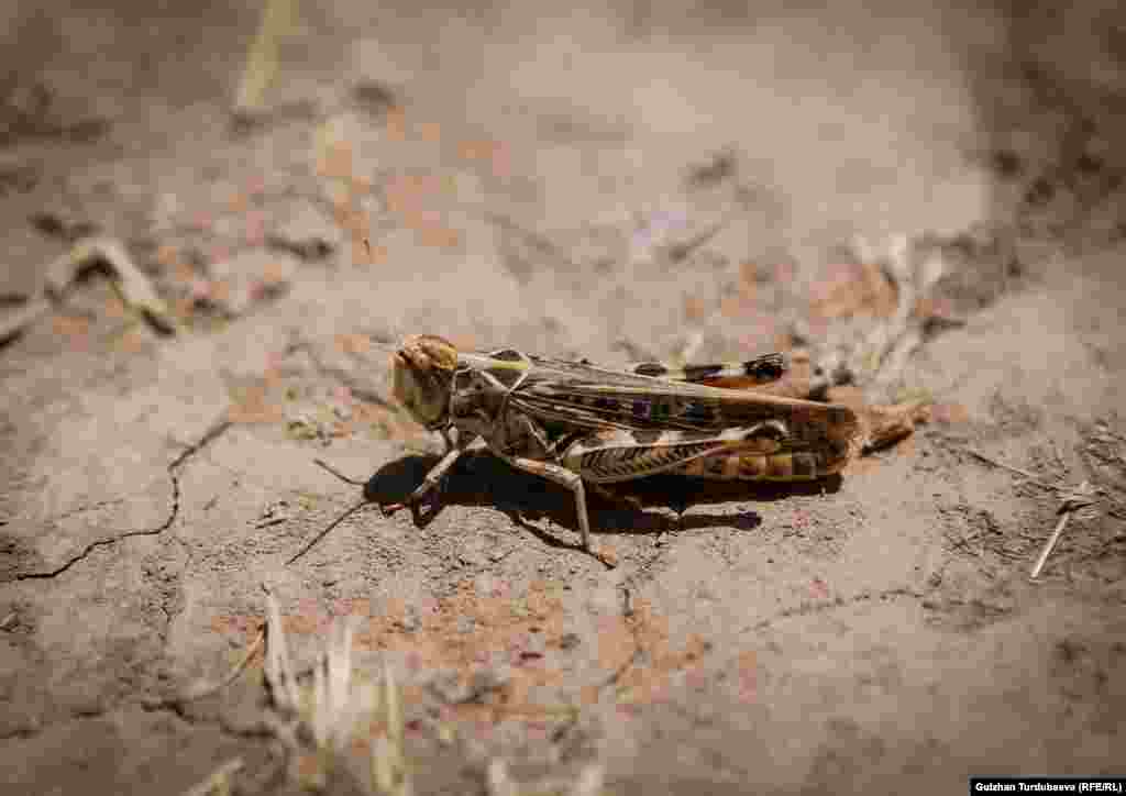 Чегиртке каптаган жерлерде бир чарчы километр аянтта алардын саны 40-80 миллионго чейин жетет. 40 миллион чегиртке 35 миң кишинин бир суткага жетчү тамак-ашын, 200 миң бодо малдын тоютун жок кылары эсептелген.&nbsp; &nbsp;