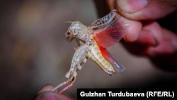 Италия чегирткеси. Кыргызстан.