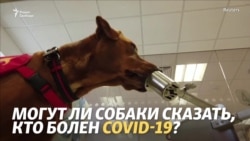 Собаки против коронавируса. Чем пахнет COVID-19?