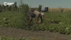 Херсонские фермеры снова собирают урожай арбузов во время войны