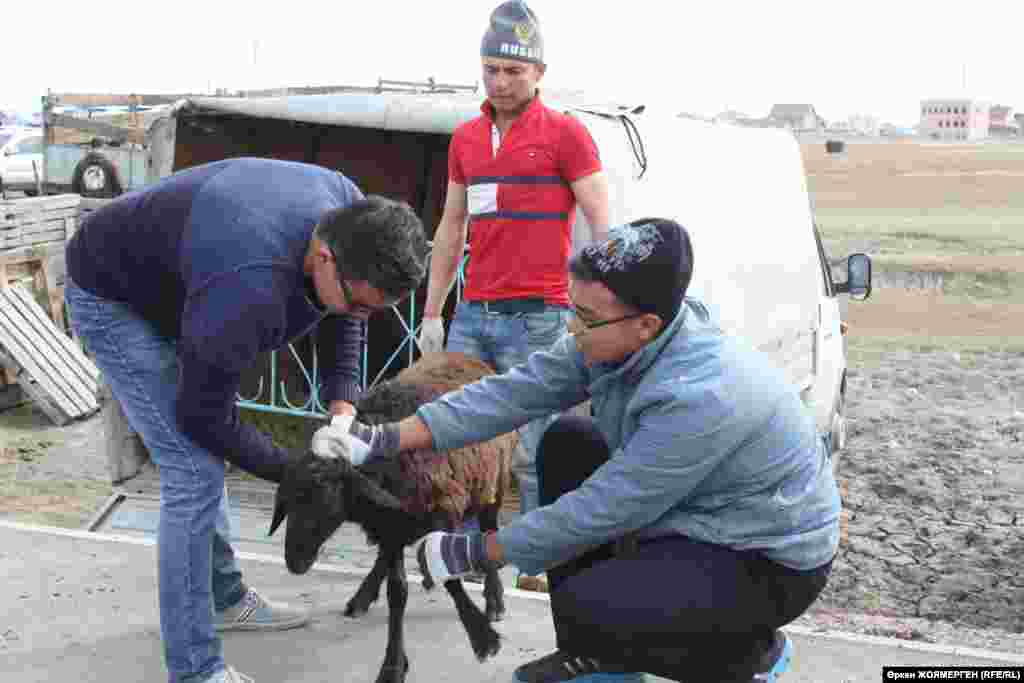 Мужчина осматривает выбранного барана.