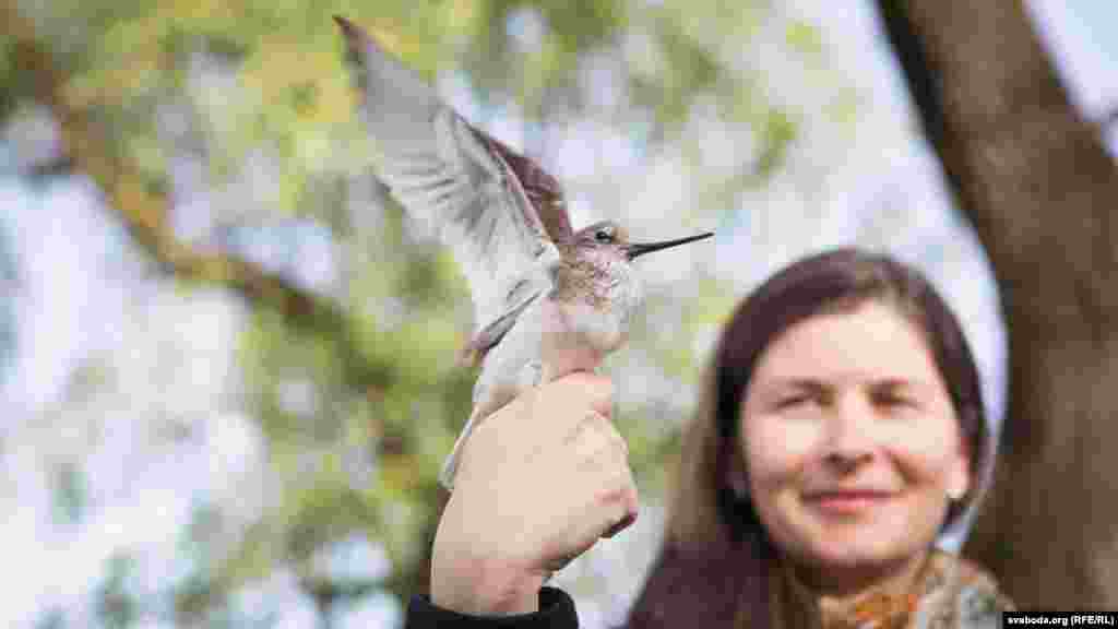 Гэты кулік быў акальцаваны ў&nbsp;Тураве 12&nbsp;год таму. Рэдка здараецца, каб адна і&nbsp;тая&nbsp;ж птушка двойчы трапіла ў&nbsp;пастку