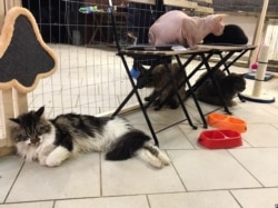 Кошки на выставке