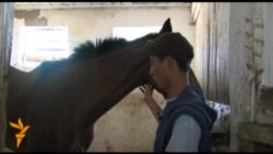 Бабановдун аргымактары