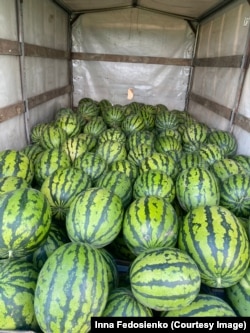 Кавуни, які виростила родина