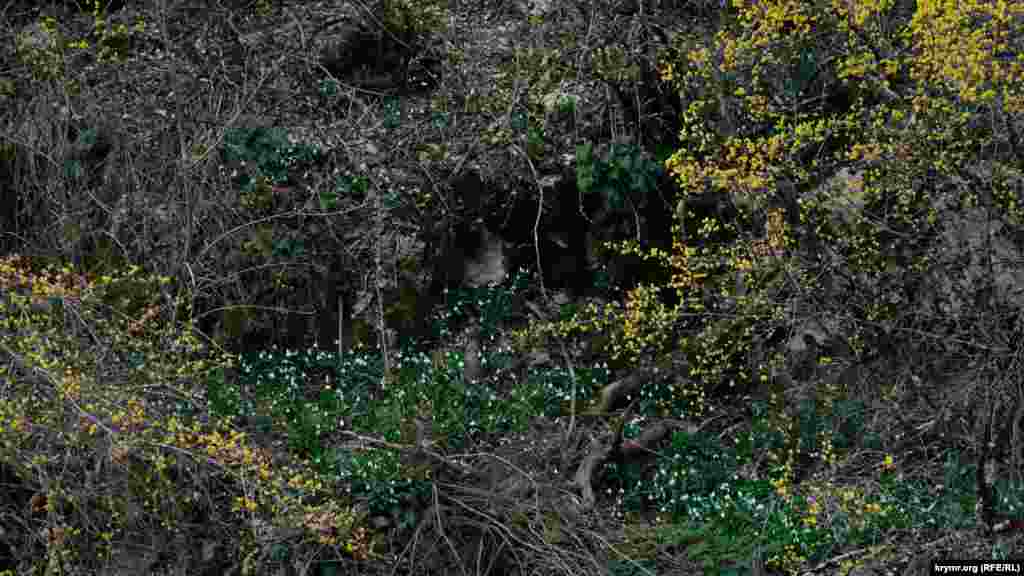 Берега Арманки ныне обрамлены золотисто-белоснежным узором цветущего кизила и подснежников