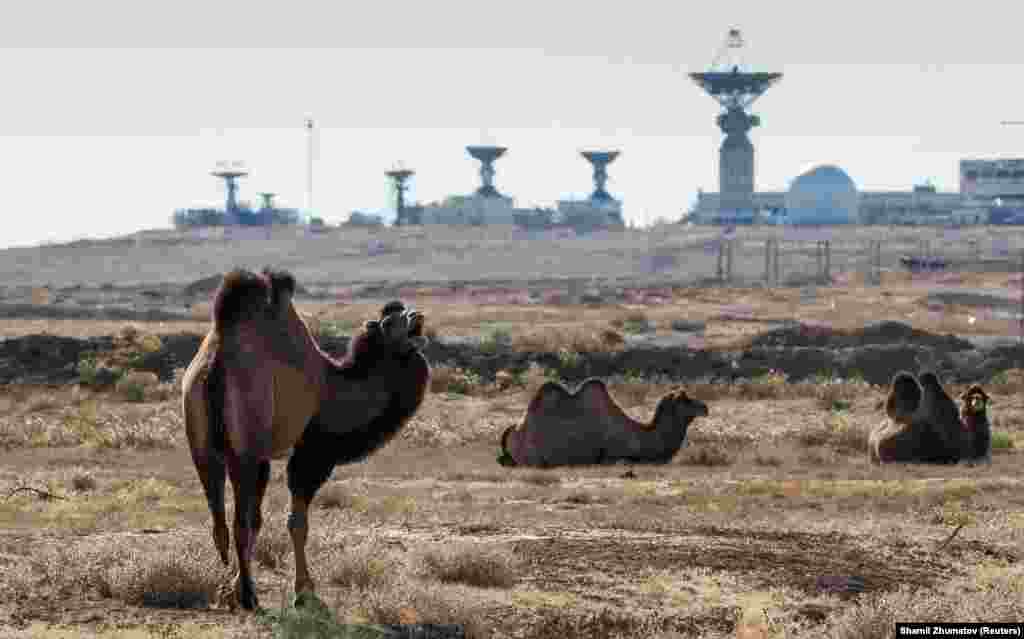 Камили си почиват в равнините около Байконур.