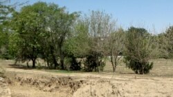 Ahalda gurulýan täze şäher sebäpli onlarça gektar meýdany tutýan miweli baglar ýok edildi