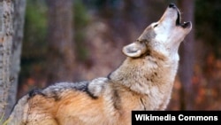 Иллюстрациялык сүрөт. 