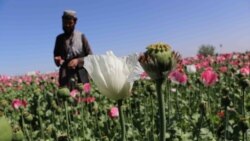 آرشیف، کشتزارهای کوکنار در ولایت کندهار