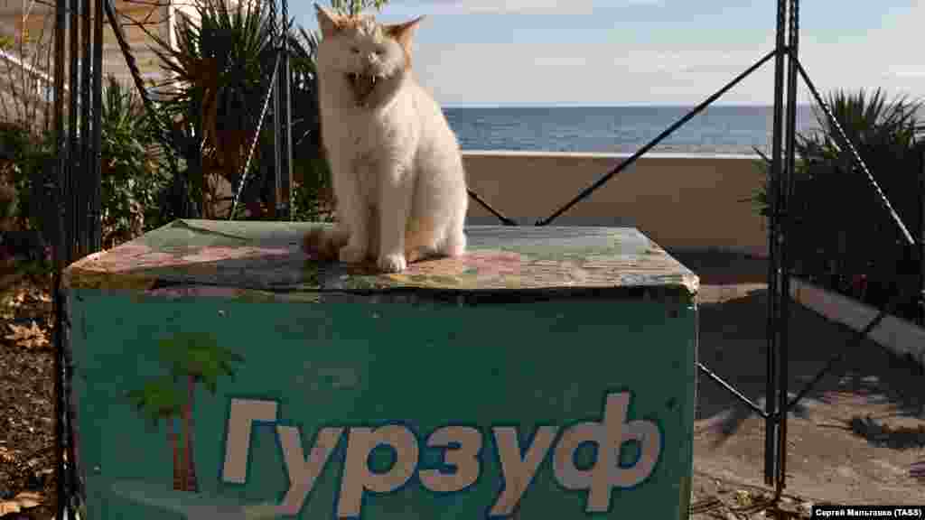 Місцеві коти підставляють свої пухнасті мордочки зимовому сонцю