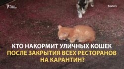 Кто накормит бездомных кошек?