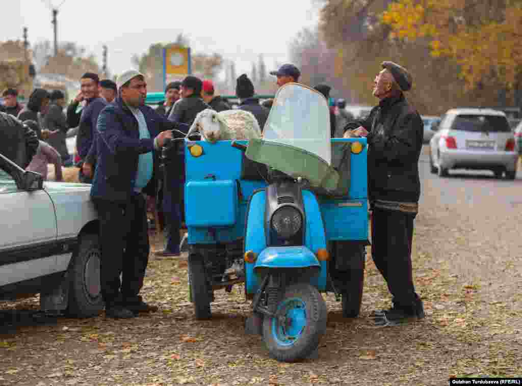 За 100 сомов вашего барашка или козу доставят на &laquo;мото такси&raquo;&nbsp;прямо к дому.&nbsp; &nbsp;