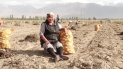 Кочкордо картөшкө быйыл да арзан