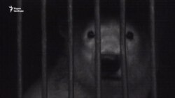 Жестокие забавы. Почему запрещают цирки с животными