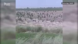 Sakarçägäniň seýrek gowaçaly ekin meýdanlary