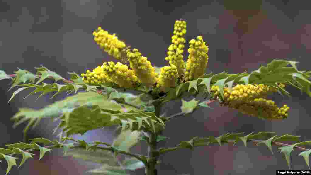 Магонія &ndash; вічнозелена рослина. Влітку вона дає врожай ягід блакитного кольору, які часто використовують у виноробстві