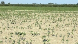 Bugdaý plany doldurylan Türkmenistanda pagtaçylar tehnika, dökün we suw ýetmezçiliginden kösenýär