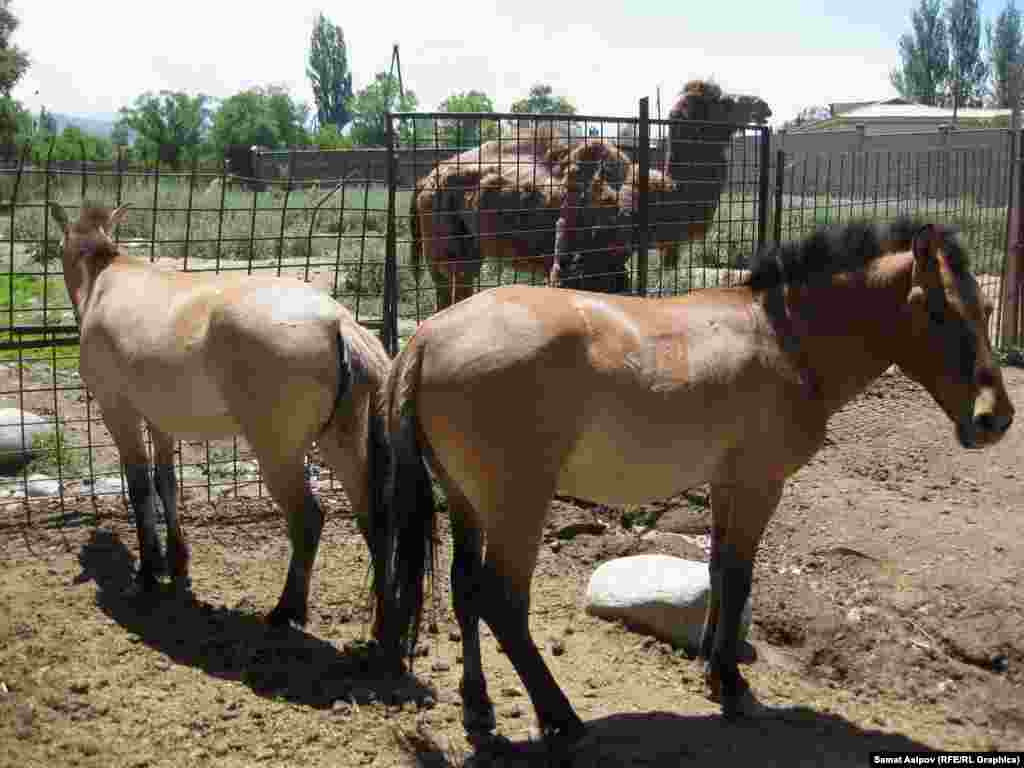 Пржевальск жылкылары