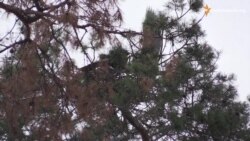 На сірих чапель у Пірнівському заказнику під Києвом «наступають» людські помешкання