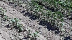 Gowaça eken kärdendeçiler eýýäm hasylyň ýarysynyň ýitirilendigini aýdýarlar