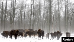 Зубри за 30 кілометрів від Чорнбильської АЕС