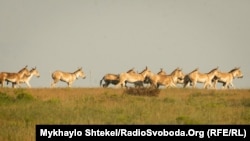 Збиток від вивезення рідкісних тварин оцінили у 85 мільйонів 200 тисяч гривень – Держекоінспекція 