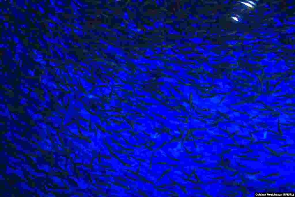 Мальки до месяца содержатся в маленьких бассейнах. Подросших переводят в резервуары побольше. А самые крупные плавают в пруду.&nbsp; &nbsp;