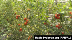 Помідори, які вирощує фермер Мар’яна Нещерет