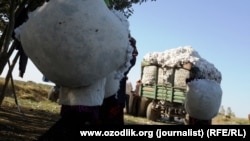 Pagta önümçiliginde mejbury zähmeti ulanmakda tankyt edilýän Türkmenistan ilaty pagta ýygmaga mejbur etmek tejribesini dowam etdirýär.