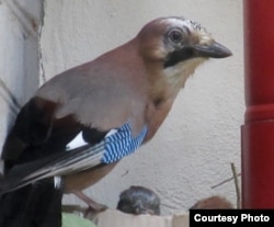 Сойка на гнязьдзе