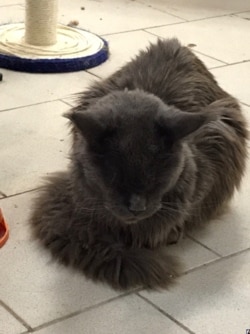 Кот на выставке