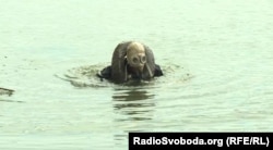 Водолазна підготовка бійців ЗСУ
