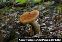 Ілюстрацыйнае фота