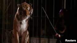 Иллюстрациялык сүрөт.