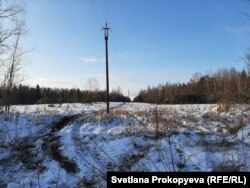 Просека со следами вездехода, который затаскивает в болотистые места новые опоры для электропроводов