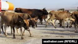 Туркменистан 