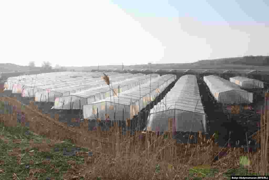 Жазгы эгиндер үшүктөн коопсуз жайда. Жазгы утурумдук күнөсканалар. Базар-Коргон району.