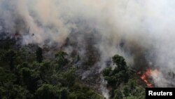 Дождевые леса Амазонии