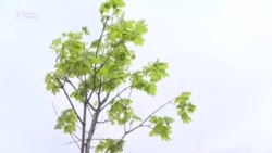 Как выглядят саженцы деревьев за 9 тыс. сомов