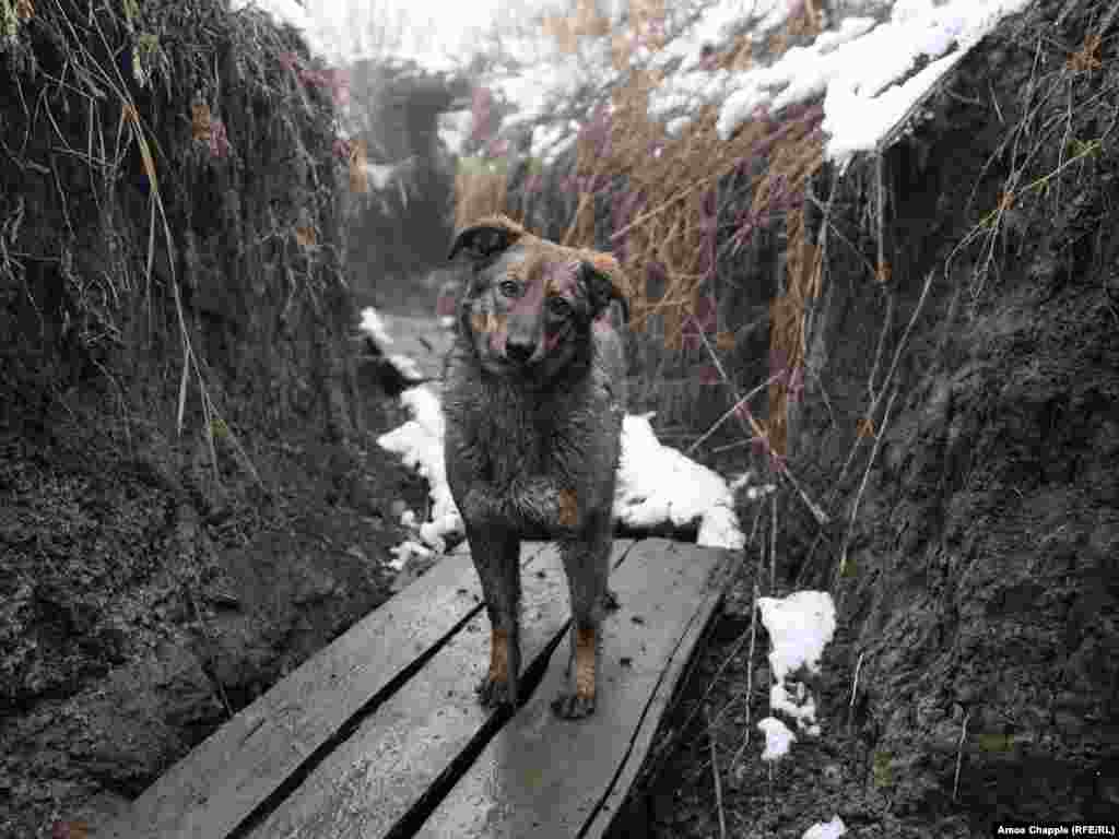 Собака в окопах