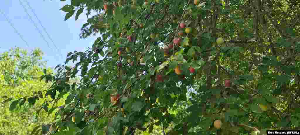 Але є і плюс – велика кількість диких плодових дерев уздовж стежки до гроту Чокурча
