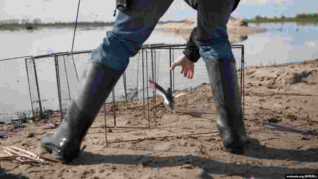 Пасткі, расстаўленыя на&nbsp;лузе, правяраюць кожную гадзіну. Супрацоўнікі Навукова-практычнага цэнтру па&nbsp;біярэсурсах Нацыянальнай акадэміі навук, а&nbsp;таксама валянтэры ад&nbsp;АПБ падплываюць да&nbsp;пастак на&nbsp;байдарках днём і&nbsp;ноччу