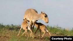 Saiga antelope