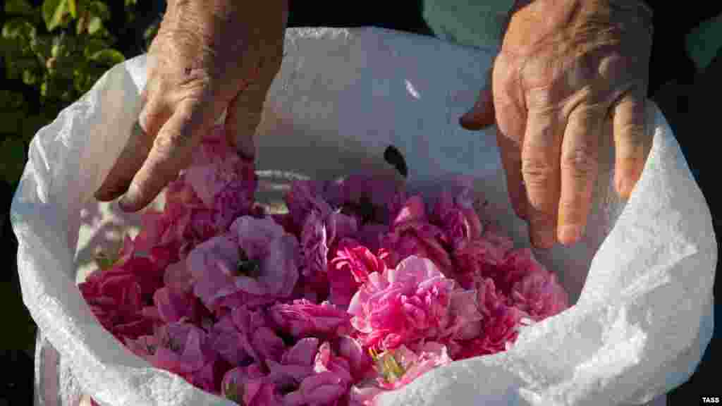 Зібрані квіти з полів відразу відправляють на виробництво