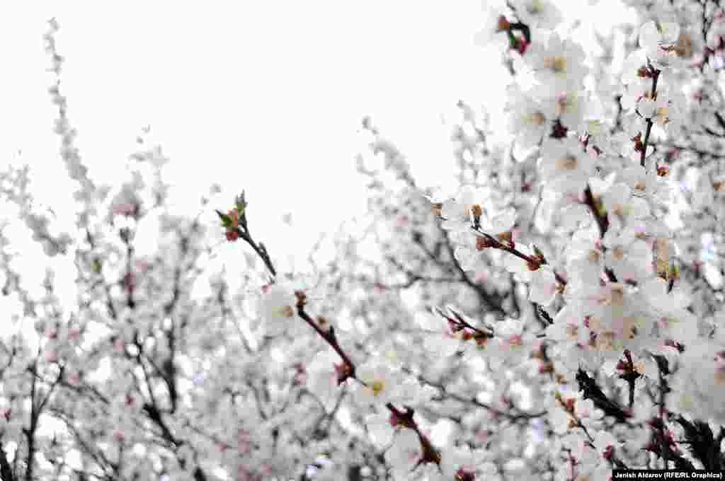 Өрүктүн кургатылганынан күн сайын эртең менен 1-2 даана жеп туруу ден соолукка пайда.