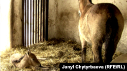 Пржевальский кулуну энеси Жессика менен