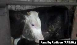 Корова в грязном сарае в хозяйстве азербайджанского фермера. 14 ноября 2012 года.